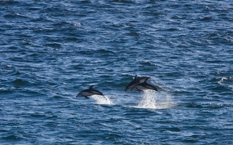 Dusky Doplhins Breaching